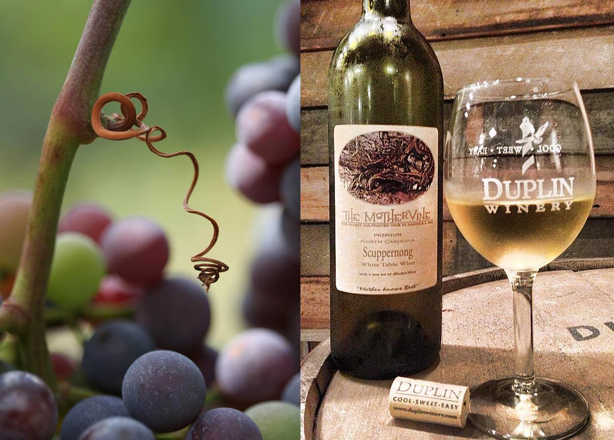 Duplin Winery Happy Clients LHWH Advertising PR